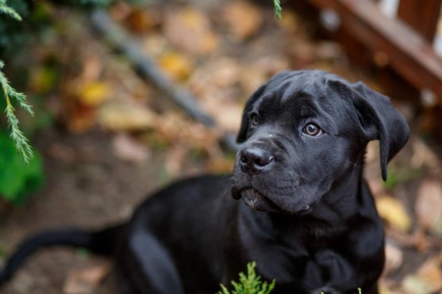 CANE CORSO puppies from Mangalore. Breeder: Boerboel Kennel